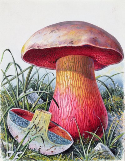 Study of Fungus by Josef Fleischmann
